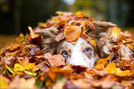 Collie dog hiding in the Leaves