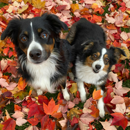 Autumn walk at MutTrails