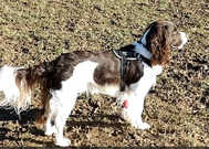 Dogs swimming at MutTrails