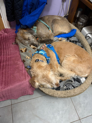 Boxer resting comfortably on a bed during MutTrails overnight care