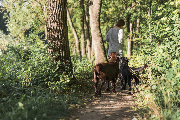 muttrails 2nd sunday walks