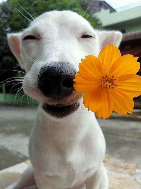 smiledog cover image for wellbeing