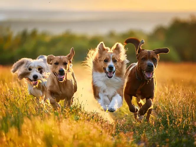 a group of dogs running