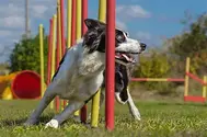 Dog jumping over agility equipment
