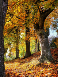 Autumn walk at MutTrails