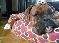 Boxer resting comfortably on a bed during MutTrails overnight care