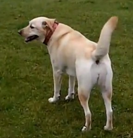 Farm walk adventure at MutTrails