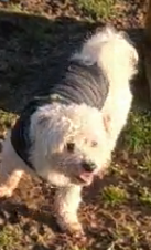 Buddy relaxing in garden at MutTrails