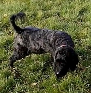 charlie the poodle