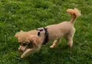 Frosty morning walk at MutTrails