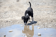 Dog outdoors near water and muddy ground