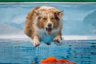 Dog jumping into water for dock diving