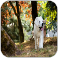 Dog enjoying a woodland walk