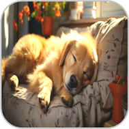 Dog snuggling comfortably at night
