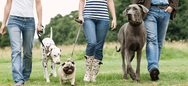 Dog walker with group of dogs