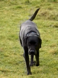 a terrier