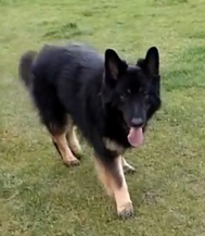 Dogs swimming at MutTrails