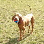 lucca a lively dog snoozing indoors at MutTrails