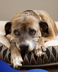 Older calm dog resting comfortably