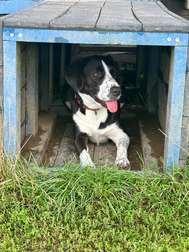 oscar a lively dog snoozing indoors at MutTrails