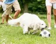 Owner enjoying outdoor activity with their dog