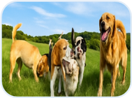 Dogs relaxing at home