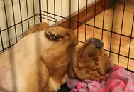 Puppy sleeping in a crate near the bed at night