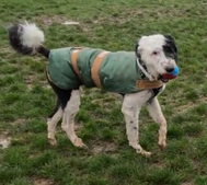 Dogs swimming at MutTrails