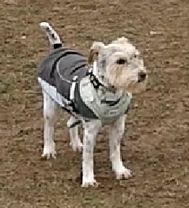 Farm walk adventure at MutTrails