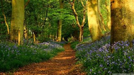 Dogs on countryside walk