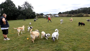 muttrails out playing with the dogs