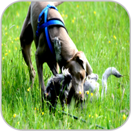 two friends at play