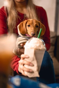 dog at cafe