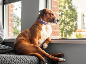 a dog looking out of window waiting