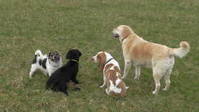 small group a small numbers of dogs out walking