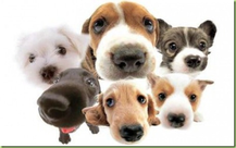 group of dog faces