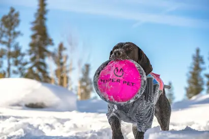 dog playing in snow