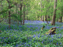 blue bell in Hare wood