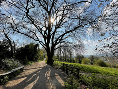 path along ladies walks