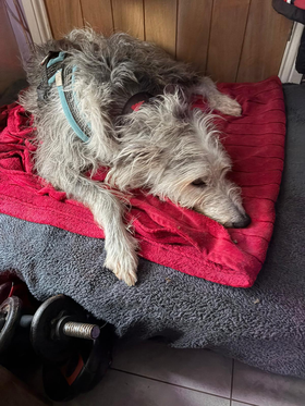 ollie2 ollie asleep on reb blanket