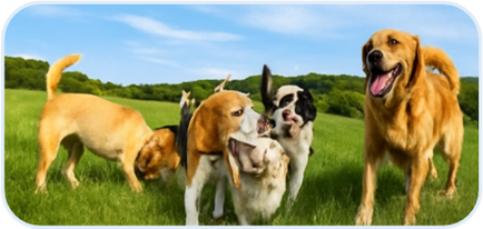 group of dogs playing in the sunshine