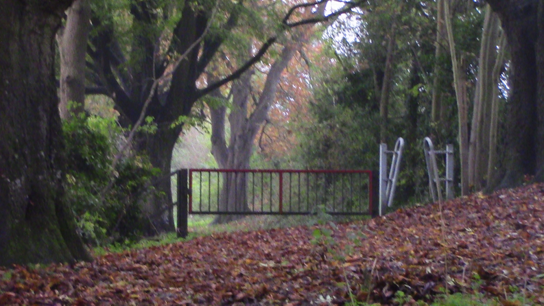 cover image for top dog walks